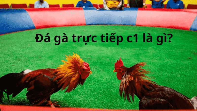 Đá Gà Trực Tiếp C1 Là Gì?